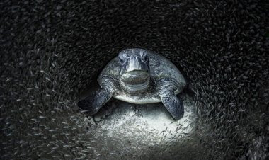 समंदर के भीतर साँस लेती ये मासूम ज़िंदगियाँ...देखकर दिल ख़ुश हो जाएगा