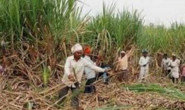 शेतकऱ्यांकडून पैसे मागत ऊस तोडकरत आहेत शेतकऱ्यांची पिळवणूक प्रकार ऑडिओ क्लिप मुळे उघडकीस.