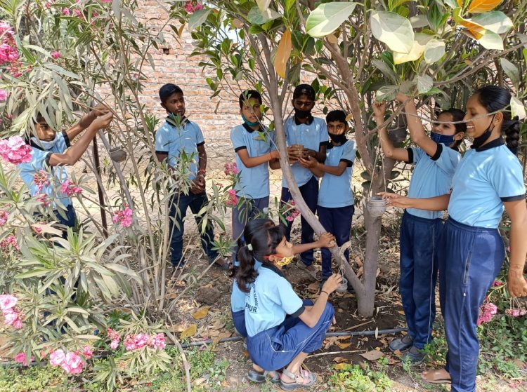 चाइल्ड इंग्लिश करियर स्कूल ने केला आगळा वेगळा उपक्रम पक्षांना अन्न व पाण्याची केली सुविधा वाचा सविस्तर वृत्तांत.