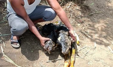 अबब ........   किती मोठा चमत्कार एका गाईला दोन तोंडाचे वासरू जन्मले कुठे ते पाहा साविस्तर बातमी.