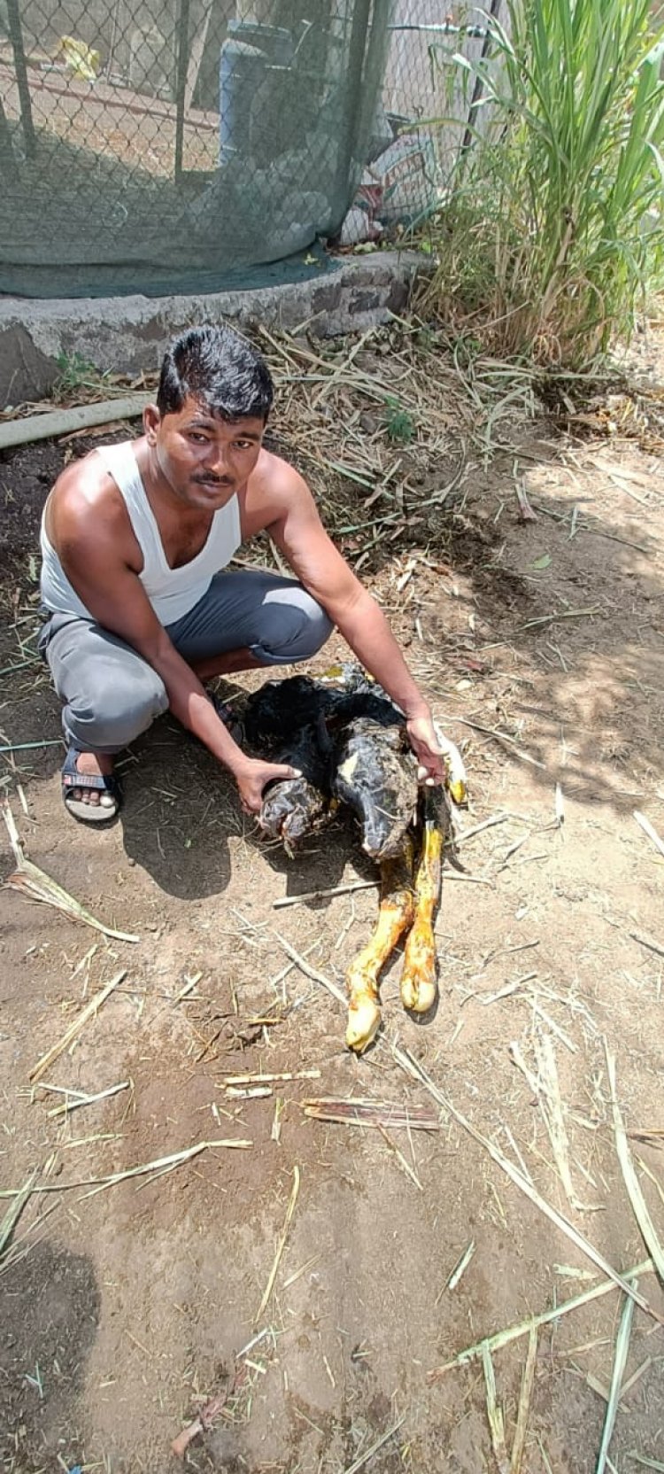 अबब ........   किती मोठा चमत्कार एका गाईला दोन तोंडाचे वासरू जन्मले कुठे ते पाहा साविस्तर बातमी.