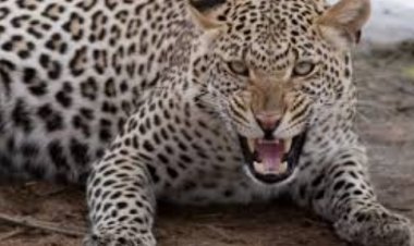 मुसळवाडी पूर्व भागात घाडगे वस्ती परिसरात बिबट्याची दहशत. लोकवस्तीत राजरोस वावर.