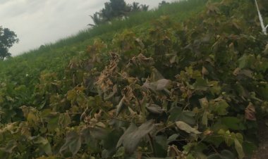 *खडांबे बुद्रुक तालुका राहुरी येथील काही शेतकऱ्यांच्या पिकावर गावातील समाजकंटकांकडून विषारी औषधाची फवारणी करून पीकाचा नाश करण्याचा प्रयत्न*