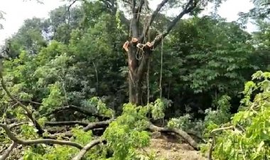 अवैध वृक्षतोड करून पत्रकारांना दमबाजी करत गुन्ह्यात अडकवण्याची धमकी देणाऱ्या इसमावर सोनई पोलिस ठाण्यात गुन्हा दाखल .