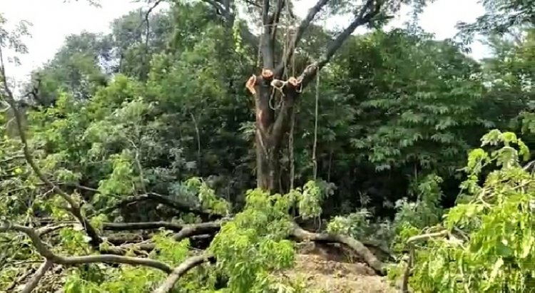 अवैध वृक्षतोड करून पत्रकारांना दमबाजी करत गुन्ह्यात अडकवण्याची धमकी देणाऱ्या इसमावर सोनई पोलिस ठाण्यात गुन्हा दाखल .