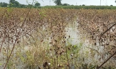 केंद्र व राज्य सरकारने शेतक-यांना किमान हे.75 हजार तर शेतमजुरांच्या कुटुबांस 20 हजार मदत त्वरीत द्यावी =सुरेशराव लांबे पाटील .