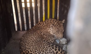 वन विभागाच्या रेस्क्यू टीमचे ऑपरेशन सक्सेस अखेर देडगाव, पाचुंदा परिसरातील बिबट्या जेरबंद.