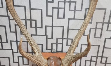 वनविभागाची दमदार कामगिरी राहत्या घरातून सांभर प्रजातिची शिंगे व जबडा जप्त, पितापुत्रावर गुन्हा दाखल .