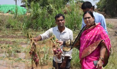 शेवगाव तालुक्यातील पश्चिम भागात अतिवृष्टीमुळे नुकसान झालेल्या पिकांची सौ . हर्षदाताई काकडे यांनी केली पाहणी .