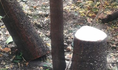 श्रीरामपूर तालुक्यात चंदनचोर जोमात....  प्रशासन मात्र गेले कोमात. .!!!