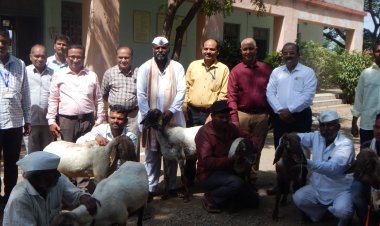 केंद्रीय मेंढी व लोकर संशोधन संस्थेच्या संचालकांची कृषी विद्यापीठातील मेंढी सुधार प्रकल्पास भेट .