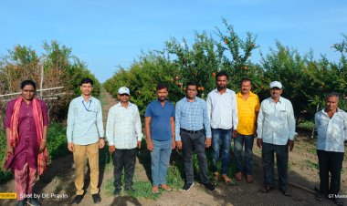 महात्मा फुले कृषी विद्यापीठातील शास्त्रज्ञांच्या डाळींब उत्पादक शेतकऱ्यांच्या शेतावर भेटी व मार्गदर्शन ..