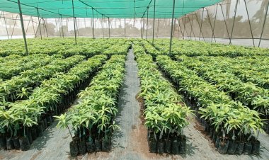 महात्मा फुले कृषी विद्यापीठातील उद्यानविद्या विभागाच्या रोपवाटिकेला थ्री स्टार मानांकन जाहीर .