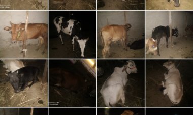 कत्तलीच्या उद्देशाने डांबून ठेवलेले गोवंश जातीचे जनावरे महालक्ष्मी हिवरे येथुन जप्त.सोनई पोलीसांची कामगिरी..