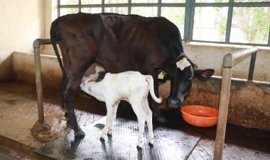 देशी गाय संशोधन प्रशिक्षण केंद्र पुणे येथे भ्रूण प्रत्यारोपण तंत्रज्ञान द्वारे संकरित गायीच्या माध्यमातून थारपारकर कालवडीचा जन्म यशस्वी.