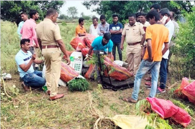 आखतवाडे येथून शेतातून 113 किलो वजनाची 129 गांजाचे झाडे मुद्देमाला सह जप्त व एकासअटक शेवगाव पोलिसांची कारवाई