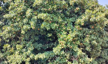 महात्मा फुले कृषी विद्यापीठातील चिक्कू फळाला मिळाला उच्चांकी दर .