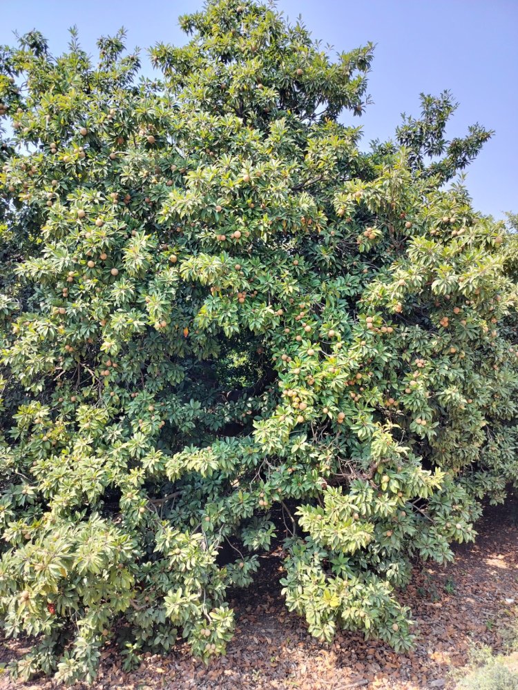 महात्मा फुले कृषी विद्यापीठातील चिक्कू फळाला मिळाला उच्चांकी दर .