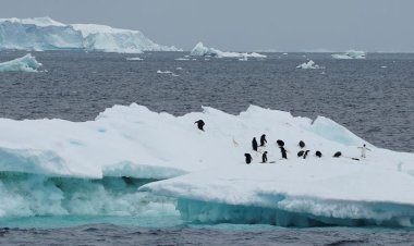 अंटार्कटिका में क्या कर रहे हैं वैज्ञानिक, किसकी खोज की? पूरी दुनिया में तहलका