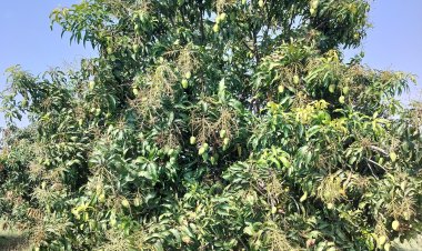 महात्मा फुले कृषी विद्यापीठाला आंबा विक्रीतून मिळाले 1 कोटी 84 लाखाचे विक्रमी उत्पन्न .