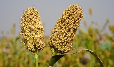 महात्मा फुले कृषी विद्यापीठाचे रब्बी ज्वारीचे दोन सुधारित वाण राष्ट्रीय स्तरावर प्रसारीत .