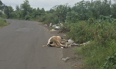 प्रवरानगरकडे जाणाऱ्या रोडवर स्वागतासाठी: मेलेले जनावरे, कचरा, व अतिक्रम..