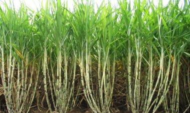 पाडेगाव ऊस संशोधन केंदाला महाराष्ट्र शासनाकडून 41 कोटींच्या भरीव निधीस मान्यता .