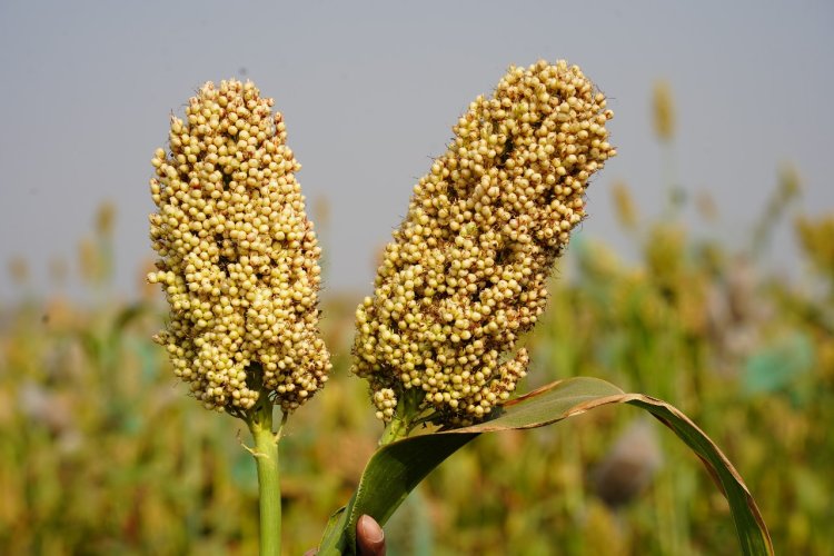 महात्मा फुले कृषी विद्यापीठाचे रब्बी ज्वारीचे दोन सुधारित वाण राष्ट्रीय स्तरावर प्रसारीत .