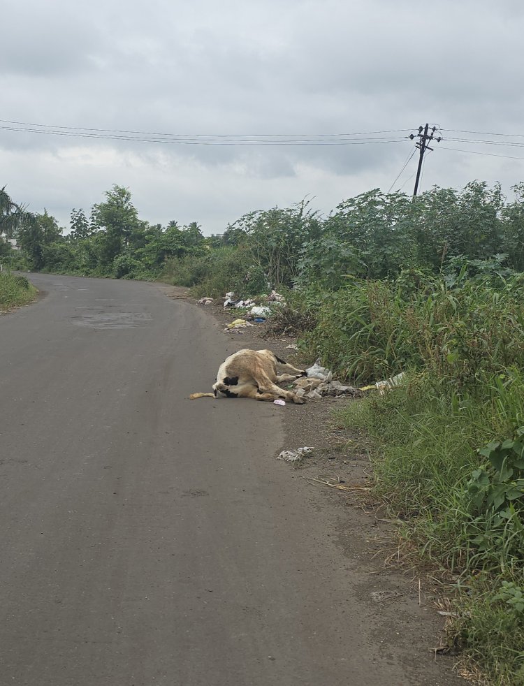 प्रवरानगरकडे जाणाऱ्या रोडवर स्वागतासाठी: मेलेले जनावरे, कचरा, व अतिक्रम..