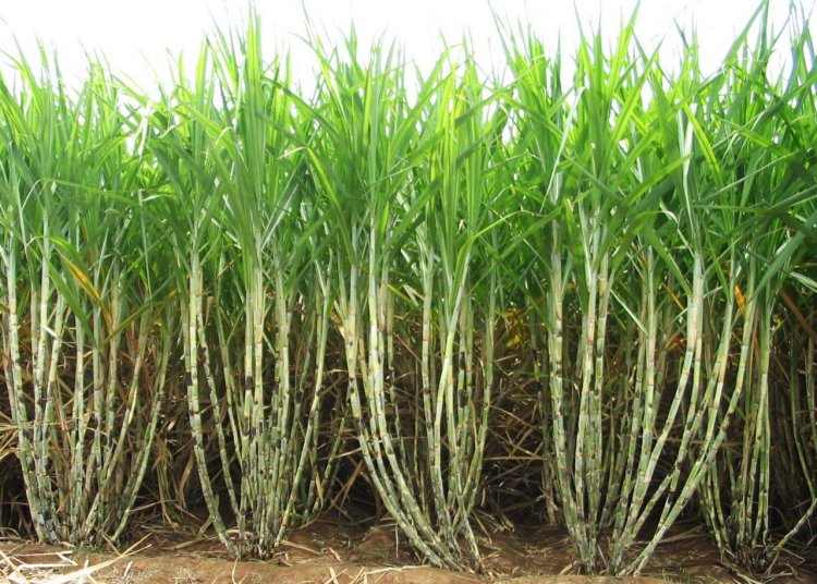 पाडेगाव ऊस संशोधन केंदाला महाराष्ट्र शासनाकडून 41 कोटींच्या भरीव निधीस मान्यता .