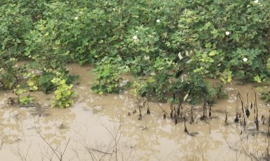 अतिवृष्टीमुळे ग्रामीण अर्थव्यवस्था कोलमडली .