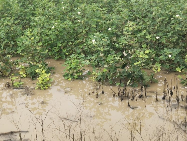 अतिवृष्टीमुळे ग्रामीण अर्थव्यवस्था कोलमडली .