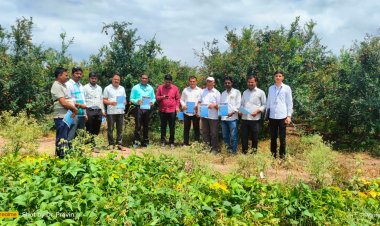 *राहुरी कृषी विद्यापीठातील शास्त्रज्ञांचे डाळिंब पिकावर मार्गदर्शन*