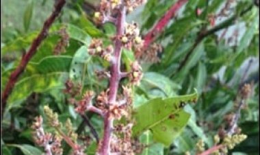 आंबा भुरी रोगाबाबत शेतकऱ्यांसाठी महात्मा फुले कृषी विद्यापीठाचा सल्ला