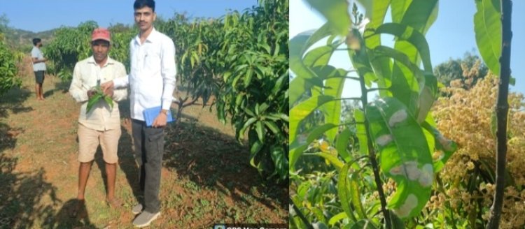 कृषी विद्यापीठातील हार्टसॅपमधील तज्ञांचा आंब्यावरील लिफ मायनरच्या वाढत्या प्रादुर्भावावर शेतकऱ्यांना सल्ला