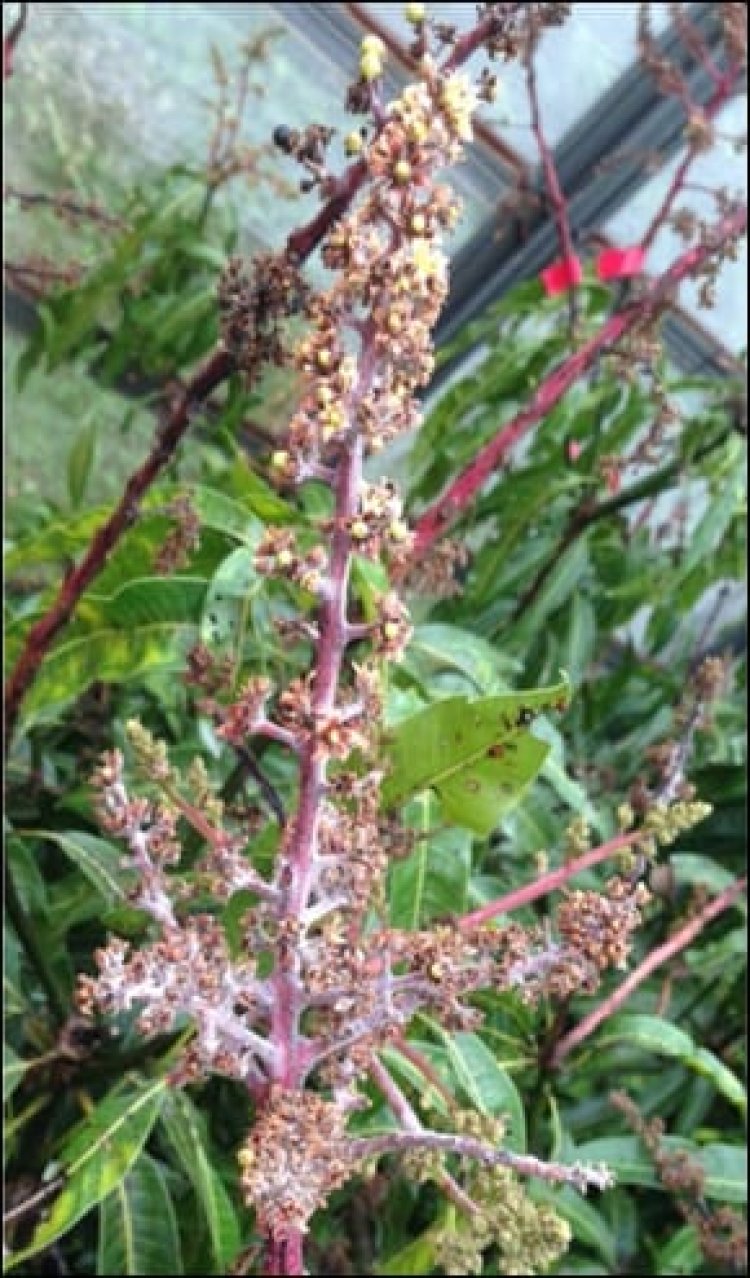 आंबा भुरी रोगाबाबत शेतकऱ्यांसाठी महात्मा फुले कृषी विद्यापीठाचा सल्ला