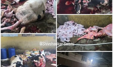 संगमनेरमध्ये कत्तलखान्यावर LCB चा धाडसी छापा, शेकडो गोवंशाची कत्तल ; इतकं हृदयद्रावक दृश्य पोलिसांच्याही डोळ्यात अश्रू!