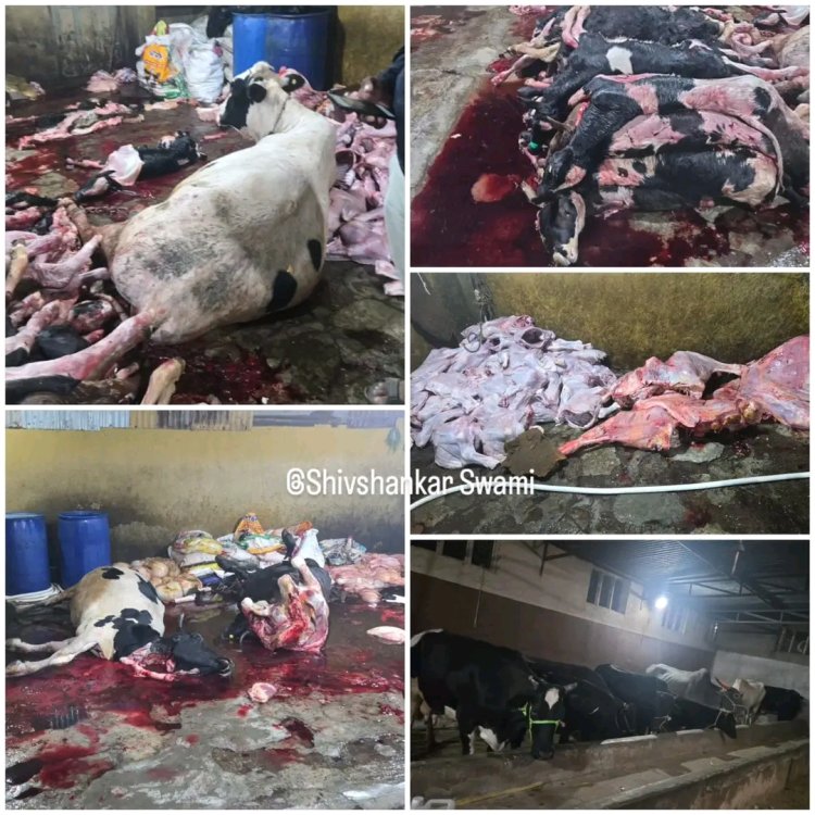 संगमनेरमध्ये कत्तलखान्यावर LCB चा धाडसी छापा, शेकडो गोवंशाची कत्तल ; इतकं हृदयद्रावक दृश्य पोलिसांच्याही डोळ्यात अश्रू!