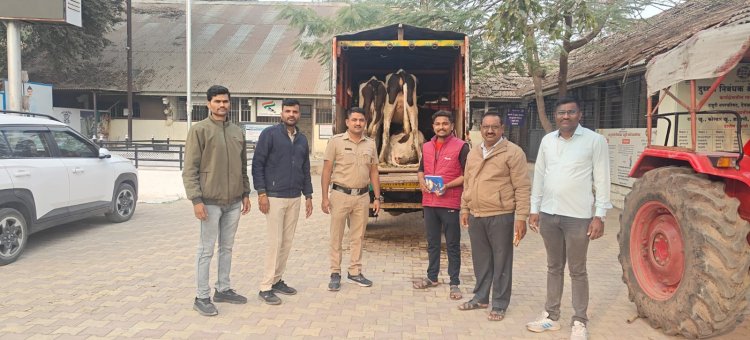 राहुरी पोलिसांची उल्लेखनीय कामगिरी कत्तलीसाठी जाणाऱ्या गाईंची केली सुटका
