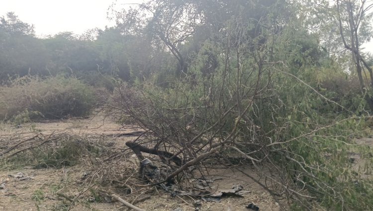 राहुरी तालुका अंतर्गत फॉरेस्ट ऑफिसमधे च वृक्षतोड आणि विक्री झाल्याचा प्रकार आला उघडीकस