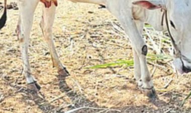 पशुवैद्यकीय अधिकाऱ्या विरुद्ध तक्रार दाखल ;खिलार जातीच्या गाईला - 'होस्टन जातीचे वासरू झाले