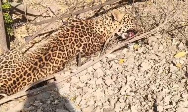 सोनई फाटा येथे पहाटे अज्ञात वाहनाची धडक; बिबट्याचा मृत्यू वनविभागाकडून तत्काळ कारवाई, शवविच्छेदनानंतर अंत्यविधी*