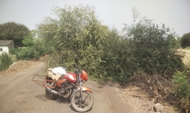 सोनई -खेडले परमानंद रोडवर जाधव वस्ती येथे बाभळीचे झाड रस्त्यात पडल्याने वाहतूक विस्कळीत.