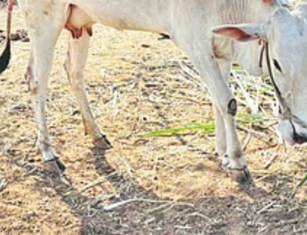 पशुवैद्यकीय अधिकाऱ्या विरुद्ध तक्रार दाखल ;खिलार जातीच्या गाईला - 'होस्टन जातीचे वासरू झाले