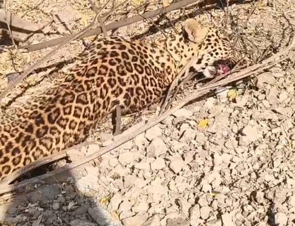 सोनई फाटा येथे पहाटे अज्ञात वाहनाची धडक; बिबट्याचा मृत्यू वनविभागाकडून तत्काळ कारवाई, शवविच्छेदनानंतर अंत्यविधी*