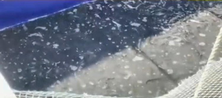 स्थानिक गुन्हे शाखेची मोठी कारवाई ,प्रतिबंधित असलेला मांगुर मासा 4000 किलो , 29 लाख मुद्देमालासह जप्त