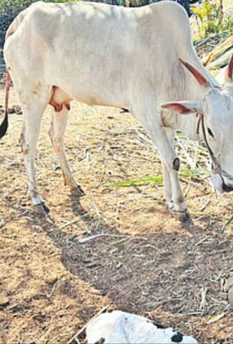 पशुवैद्यकीय अधिकाऱ्या विरुद्ध तक्रार दाखल ;खिलार जातीच्या गाईला - 'होस्टन जातीचे वासरू झाले