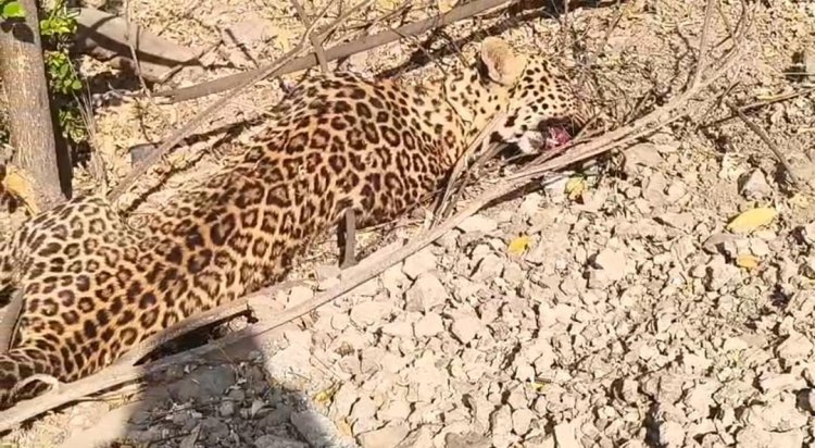 सोनई फाटा येथे पहाटे अज्ञात वाहनाची धडक; बिबट्याचा मृत्यू वनविभागाकडून तत्काळ कारवाई, शवविच्छेदनानंतर अंत्यविधी*