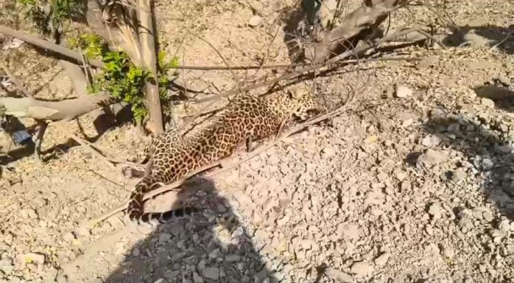 सोनई फाटा येथे पहाटे अज्ञात वाहनाची धडक; बिबट्याचा मृत्यू वनविभागाकडून तत्काळ कारवाई, शवविच्छेदनानंतर अंत्यविधी*