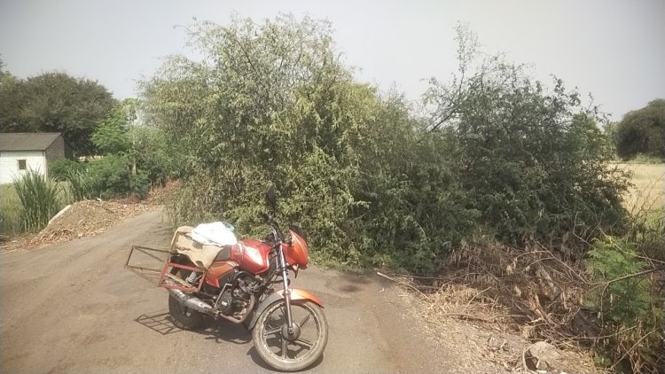 सोनई -खेडले परमानंद रोडवर जाधव वस्ती येथे बाभळीचे झाड रस्त्यात पडल्याने वाहतूक विस्कळीत.